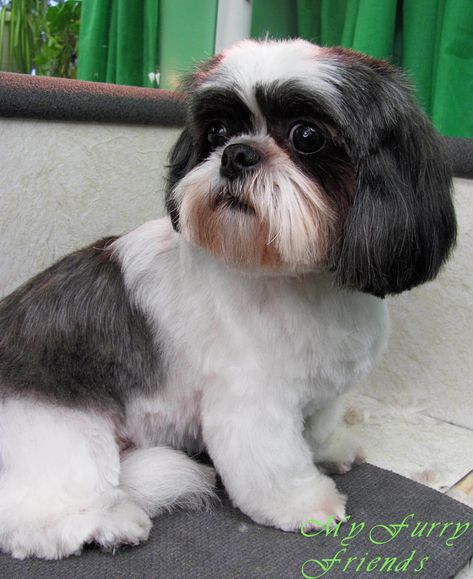 Shih Tzu. very cute! Shih Tzu Hair Styles, Male Haircuts, Perro Shih Tzu, Puppy Haircut, Chien Shih Tzu, Shih Tzu Haircuts, Gem Hunt, Shih Tzu Grooming, Dog Grooming Tips