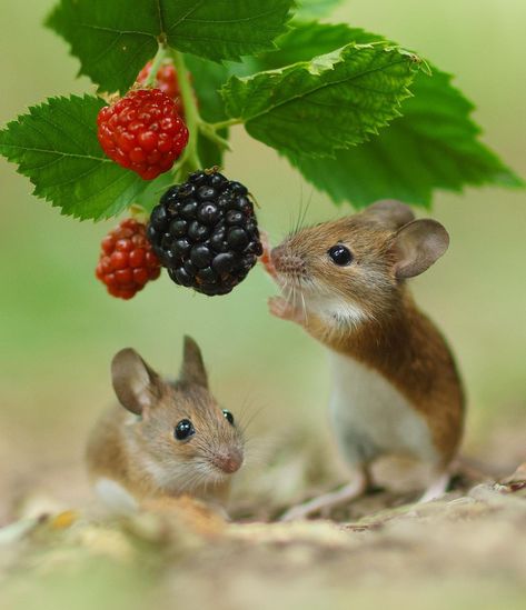 Mouse Photos, Cute Small Animals, Cute Hamsters, Harvest Season, November 11, Woodland Creatures, Illustration Inspiration, Sweet Animals, Animal Planet