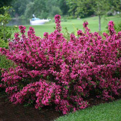 Meadow Garden, Flower Hedge, Pergola Wall, Sonic Bloom, Flowering Bushes, Metal Pergola, Garden Shrubs, Have Inspiration, Flowering Shrubs