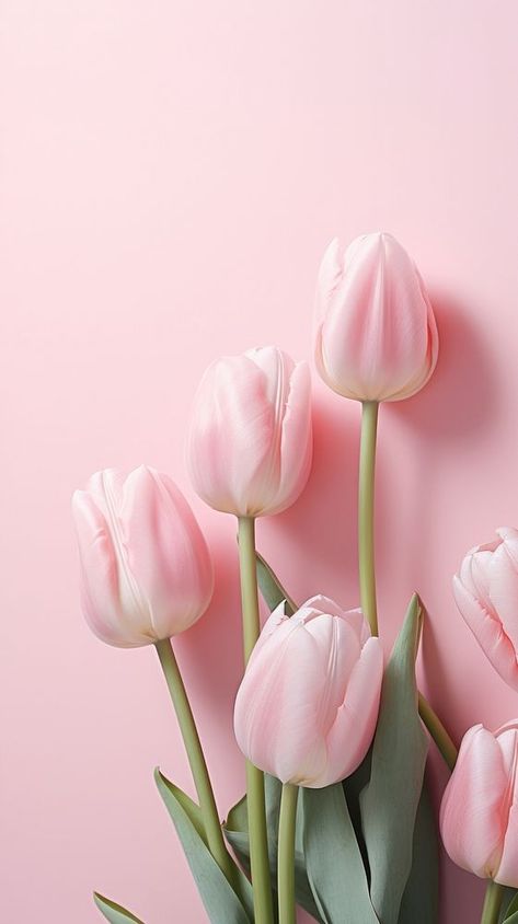 Tulip flower petal plant. | premium image by rawpixel.com Light Pink Tulips Aesthetic, Cool Pink Wallpaper Iphone, Light Pink Background Wallpapers, Wallpaper Iphone Light Pink, Pink Whatsapp Wallpaper, Tulips Wallpaper Drawing, Tulips Aesthetic Wallpaper Iphone, Rosa Wallpaper Aesthetic, Flower Aesthetic Wallpaper Iphone