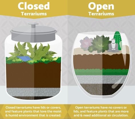 terrarium open vs sealed Terrarium Closed, Diy Terrariums, Tanaman Sukulen, Build A Terrarium, Open Terrariums, Diy Succulent Terrarium, Cactus Terrarium, Beautiful Terrariums, نباتات منزلية