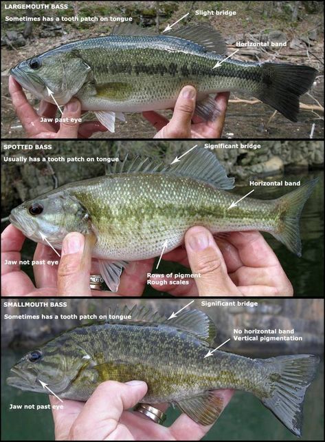 How to differentiate Bass fish Largemouth Bass Fishing, Bass Fishing Shirts, Fishing Basics, Fly Fishing Tips, Bass Fishing Lures, Bass Fishing Tips, Smallmouth Bass, Fishing Rigs, Crappie Fishing