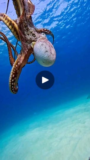 Octopus Gif, Octopus Photography, Incredible Creatures, Underwater Photos, Save Animals, Photography Courses, Ocean Lover, Ocean Creatures, Underwater Photography