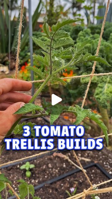 Jacques Lyakov on Instagram: "Three tomato trellis options I always have in my garden! While I have my favorites I also love trying new things every year. This year for example I am doing the string trellis but as two leaders instead of a single leader. The net trellis has always been in my favorites  but I don’t like the visual barrier it ads to the garden. And lastly the Florida weave has always been my favorite for unruly tomato containment!" Trellis For Tomato Plants, Florida Weave Tomato Trellis, How To Trellis Tomatoes, Tomato Structure, Tomato String Trellis, Tomato Trellis Ideas Diy, Cherry Tomato Trellis, Tomato Teepee, Tomato Garden Trellis