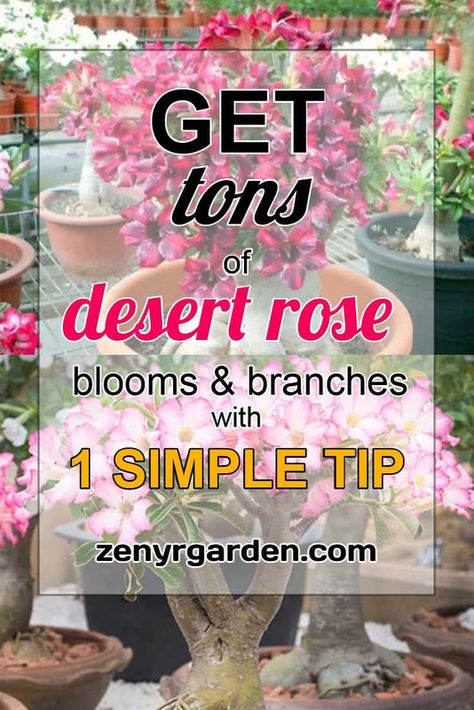 Dessert Rose Plant, Desert Rose Care, Florida Flowers, Rose Plant Care, Landscaping With Roses, Desert Roses, Desert Rose Plant, Rock Garden Plants, Vegetable Garden Diy