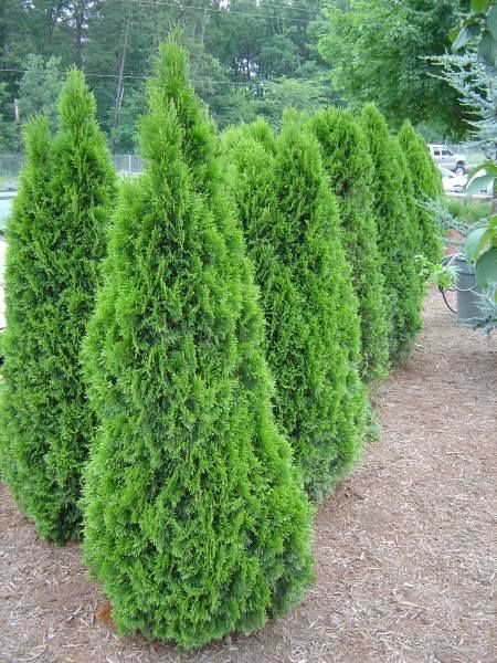 ‘Emerald Green’ arborvitae are quite useful as a narrow medium height screen in full sun. They can be planted close to a property line fence to preserve yard space, and will grow to fifteen feet. Emerald Arborvitae, Thuja Occidentalis Smaragd, Bamboo Arbor, Green Giant Arborvitae, Rustic Arbor, Wedding Arbor Rustic, Emerald Green Arborvitae, Grape Trellis, Arborvitae Tree