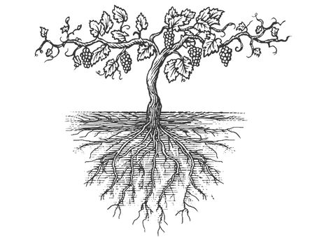 Steven Noble Illustrations: Old Grapevine Roots Roots Illustration, Grape Drawing, Wine Tattoo, Steven Noble, Grape Tree, Vine Drawing, Vine And Branches, Greek Mythology Tattoos, Vine Tattoos