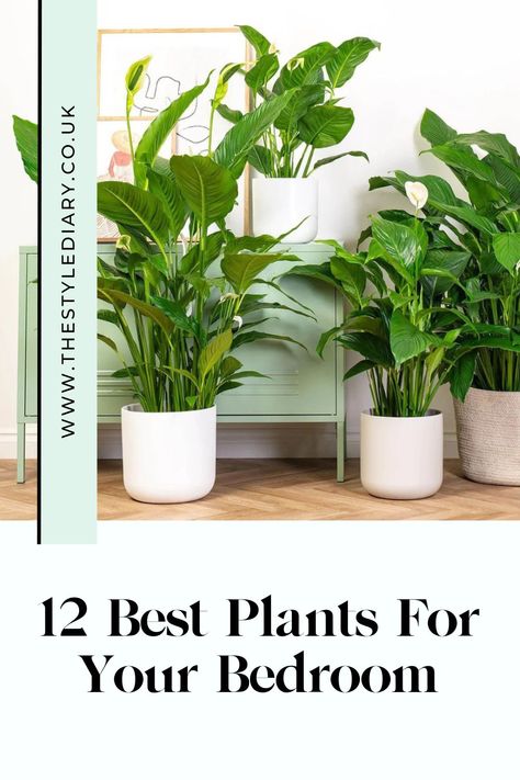 12 Best Plants For Your Bedroom #bedroomplants #plants #bestplantsforbedroom #indoorplants Bedroom Inspirations Master Plants, Large Bedroom Plants, Plant For Bedroom, Plant Decor Bedroom, Indore Plants, Lilly Plants, Best Bedroom Plants, Bedroom Plants Decor, Best Plants For Bedroom