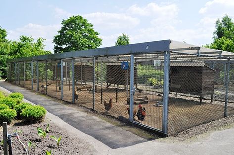 Broiler Chicken House Design, Rooster Coop, Conex Box Chicken Coop, Poultry Farm Buildings, Welded Chicken Coop, Chicken Rearing, Poultry Farm Design, Reban Ayam, Backyard Animals