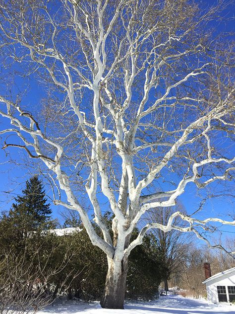 Leaflit — American Sycamore | Community | vtcng.com Tree Identification, Sycamore Tree, Native Garden, Garden Studio, Watercolor Trees, Landscaping Plants, Growing Tree, Ground Cover, Backyard Landscaping Designs