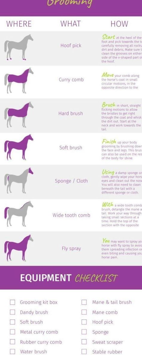 Horse Checklist, Guide Infographic, Horse Lessons, Horse Information, Horse Exercises, Horse Care Tips, Horse Facts, Horse Info, Horse Riding Tips