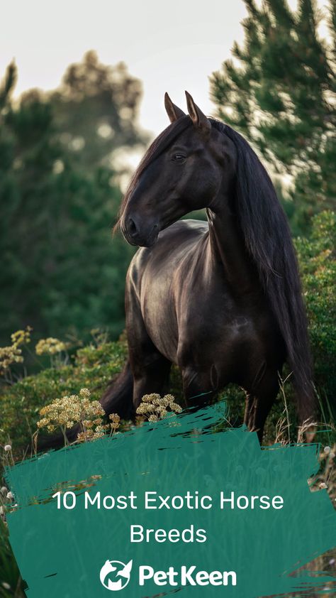 Rare Horse Colors, Curly Horse, Rare Horse Breeds, Largest Horse Breed, Unusual Horse, Rare Horses, Pull Cart, Types Of Horses, Akhal Teke