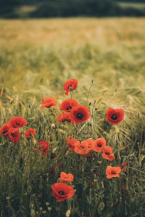 Poppies. Poppy Phone Wallpaper, Poppy Aesthetic Flower, Poppy Flower Aesthetic, Poppies Aesthetic, Poppy Core, Poppy Flower Wallpaper, Poppy Aesthetic, Poppy Background, Poppy Pictures