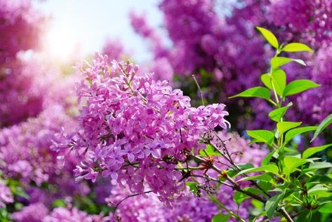 Lilac Essential Oil, Lilac Varieties, Lilac Plant, Syringa Vulgaris, Essential Oil Extraction, Lilac Bushes, Lilac Flowers, Mood Light, Back Gardens