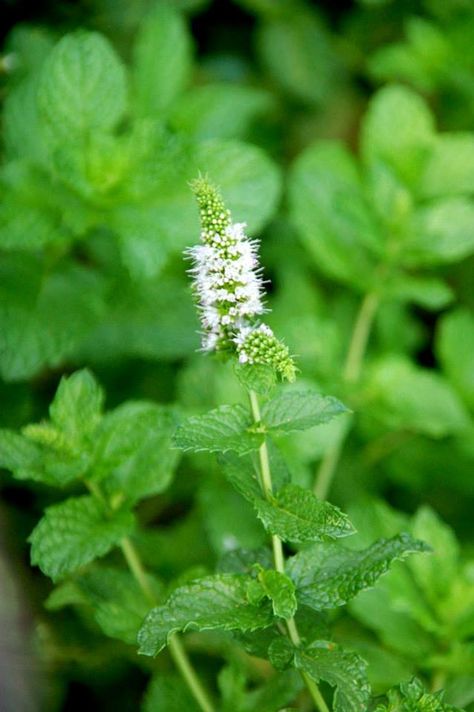 Wild mint - yes, we have wild mint in Southern California. Texture is a bit more tough but the flavors and scent are wonderful Mint Flower, District 4, Kitchen Gardens, Wild Mint, Aesthetic Artwork, Edible Wild Plants, Summer Writing, Foraged Food, Mint Flowers