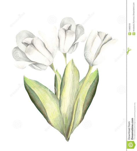 Illustration about Watercolor Hand painted hand paint set of objects. floral flowers white tulips bouquet white background isolated. Illustration of drawn, illustration, black - 115800135 Flowers White Tulips, White Tulips Bouquet, White Tulip Bouquet, Tulips Bouquet, Tulip Bouquet, White Tulips, Flowers White, Drawn Illustration, Hand Paint