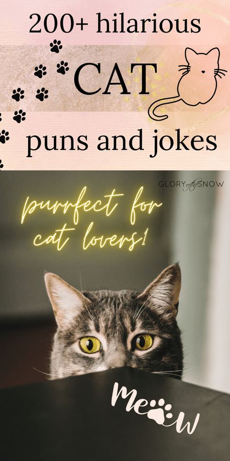 Funny Cat Birthday Meme Hilarious, Cute Cat Posters Aesthetic, Cat Puns Birthday, Cat Ig Captions, Sunday Cat Quotes, Halloween Cat Puns, Cat Jokes For Kids, Kitten Captions For Instagram, Kitten Shower Ideas