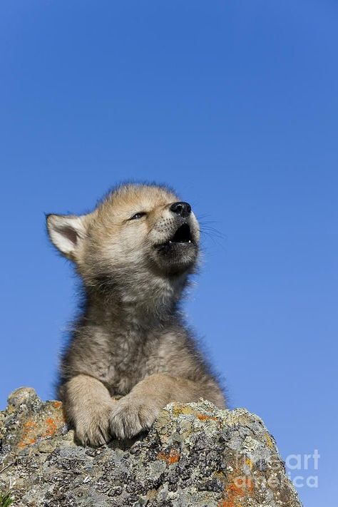 Baby Wolves, Baby Wolf, Wolf Pup, Wolf Photos, Wolf Spirit Animal, Wolf Pictures, Howling Wolf, Beautiful Wolves, The Photograph