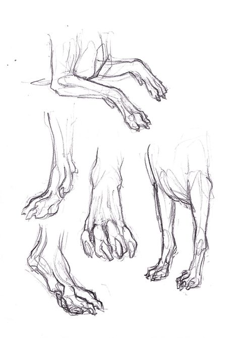 Canine legs and paws (studies) Dog Leg Reference, Animal Paw Reference, Wolf Legs Reference, Dog Paw Anatomy, Dog Legs Reference, Wolf Feet Drawing, Dog Feet Drawing, Dog Paw Reference, Digitigrade Legs Drawing