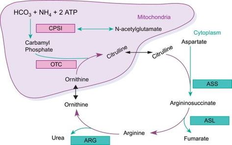 With integrated set of separation, characterization, identification and quantification systems featured with excellent robustness & reproducibility, high and ultra-sensitivity, Creative Proteomics provides reliable, rapid and cost-effective urea cycle targeted metabolomics services. Urea Cycle, Biochemistry Notes, Medical Anatomy, Highly Sensitive, Biochemistry, Studying Inspo, Biotechnology, Amino Acids, Chemistry