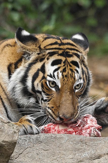 Tiger dinner | A Malayan tiger at the Zoo enjoying a hearty … | Flickr Bengal Cat Facts, Big Cat Species, Female Tiger, Tiger Facts, Malayan Tiger, Save The Tiger, Cat Species, Tiger Pictures, Wild Tiger