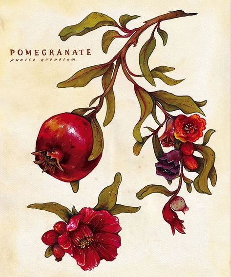 GUEST ARTIST: “Art Through Trial And Error” by Minnie Small – Doodlewash® Pomegranate Tattoo, Pomegranate Art, Illustration Botanique, Trial And Error, Fruit Art, Botanical Drawings, Small Art, Botanical Illustration, Botanical Art