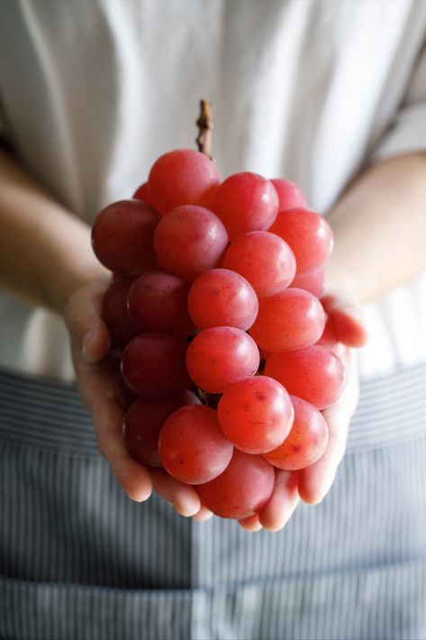 Ruby Roman grapes are red, delicious and beautiful — but they’re most famous for their astounding price (some selling for about $10,000 USD a bunch)! These aren’t just any grapes, though. They’re rare — and only grown in Japan. This article will tell you all about Ruby Roman grapes, why they’re so expensive and more. Fine Art Photography, Food Art, Ruby Roman Grapes, Grapes Photography, Cute Food Art, Red Grapes, Sweet Delights, Precious Jewels, Cute Food