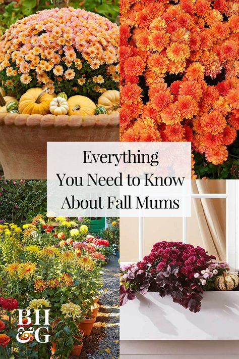 Mums are a classic fall flower that can be planted in containers for decorative purposes or in a garden as a hardy perennial. Perennial mums have the best chance of surviving winter if they are planted in the spring. Check out our guide to mums and add them to your garden this season! #mums #perennialflowers #containergardens #flowers #LandscapeFlowers Perennial Mums, Surviving Winter, Potted Mums, Caring For Mums, Planting Mums, Garden Mum, Winter Vegetables Gardening, Fall Mums, Grow Gorgeous