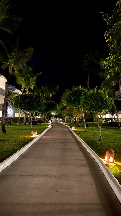 Night Time, Palm Trees, Trees, Hotel