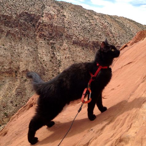 My Adopted Cat Is The Best Climbing Partner Ever Adventure Cat, Kinds Of Cats, Cat Climbing, A Black Cat, Mountain Climbing, Jolie Photo, Cat Rescue, Cat Adoption, Cats Meow