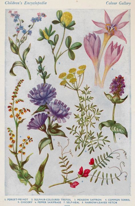 flowers of the meadow c | janwillemsen | Flickr Flowers Botanical, Nature Posters, Vintage Botanical Prints, Botanical Illustrations, Print Illustration, Meadow Flowers, Scientific Illustration, Botanical Drawings, Etsy Art