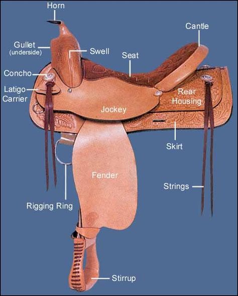 Burke's Saddle was found on the prairie. Horse Lessons, Horse Info, Horse Camp, Study Resources, Free Horses, Equestrian Helmet, Types Of Horses, Riding Lessons, Riding Hats