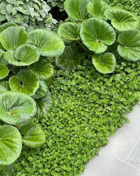 fifthseasonlandscapes  In this Willoughby garden we have used Ligularia reniformis combined with Plectranthus and dichondra repens to provide...  more Ligularia Shade Garden, Ligularia Reniformis, Poolside Planting, Dichondra Repens, Four Seasons Garden, Home Gardening Ideas, Courtyard Plants, Sydney Gardens, Fern Garden