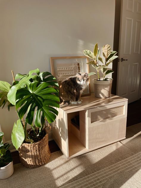 Diy Hidden Litter Box Plant, Cat Litter Box Diy Homemade, Diy Cat Litter Cabinet, Wood Cat Litter Box Cover Diy, Indoor Cat Litter Box Ideas, Cat Room Litter Box Ideas, Liter Box Enclosure Diy, Cat Litter Box Small Spaces, Cat Litter Box On Carpet