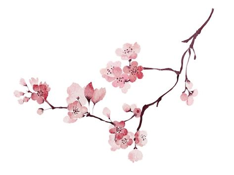 Vector watercolor cherry blossom sakura ... | Premium Vector #Freepik #vector #sakura-background #blossom #blossom-background #floral-illustration Sakura Background, Sakura Illustration, Cherry Blossom Illustration, Branch Painting, Blossom Background, Sakura Branch, Sakura Design, 2024 Tattoo, Cherry Blossoms Illustration