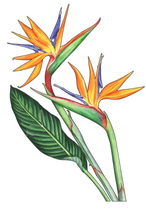 Birds Of Paradise Flower Drawing, How To Draw Bird Of Paradise, Bird Of Paradise Drawing, Birds Of Paradise Painting, Shower Artwork, Bird Of Paradise Art, Dragon Tattoo Drawing, Costa Rica Art, Heliconia Flower