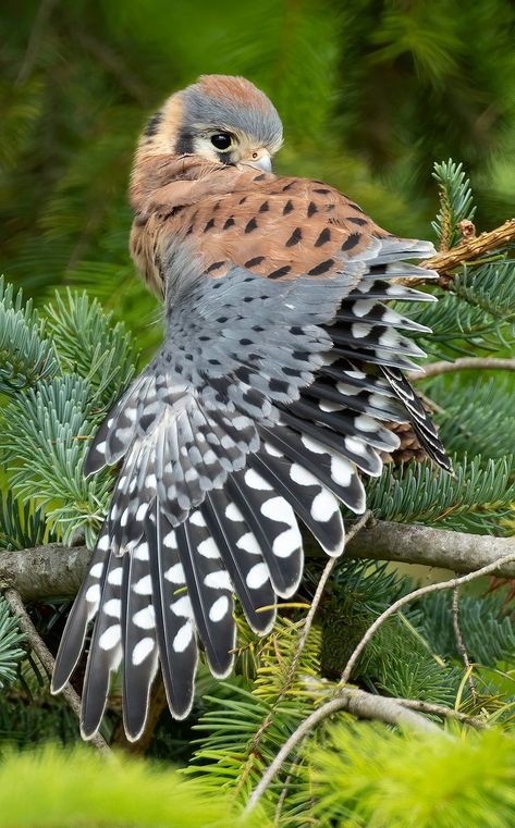 American Kestrel, Kestrel, Fantasy Creatures Art, Birds Of Prey, Creature Art, Bird Art, Wildlife Photography, Fantasy Creatures, Beautiful Birds