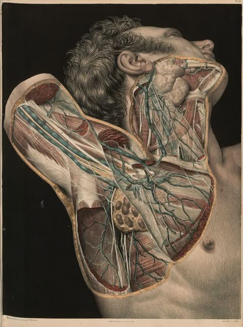 Medical Drawings, Human Body Anatomy, Human Anatomy Drawing, Muscle Anatomy, Human Anatomy Art, Medical Anatomy, Anatomy Study, Vintage Medical, Medical Art