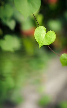 Heart In Nature, Bokeh Photography, I Love Heart, Happy Heart, Jolie Photo, Beautiful Heart, Heart Art, Amazing Nature, Love Is All