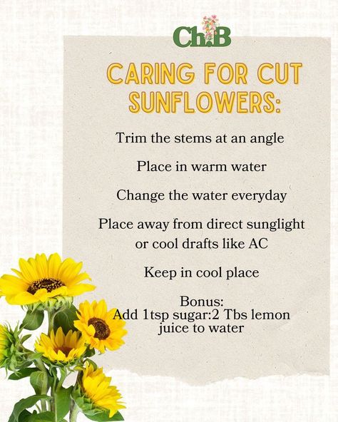 Caring for fresh cut sunflowers! 🌻 Always place in water right away after receiving. Also, they “drink” water from their stems, so make sure to place in as much water as possible. Best vases include tall vases that cover stems and allow room for leaves and flower to float on top. #sunflowers #sunflowercare #gifts #floral #sunflower #chapterblooms #selfcare #arrangements Water Mixes, Fresh Cut, Tall Vases, Drinking Water, Sunflower, Vase, How To Plan, Water, Floral