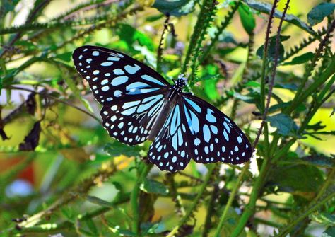 Butterfly Cage, Tiger Butterfly, Watercolor Practice, Butterfly Photo, She Walks In Beauty, Blue Tiger, Butterfly Photos, Blue Tigers, National Geographic Photos