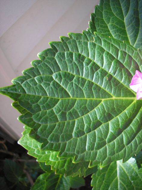 Hydrangea leaf Plants, Tattoos, Hydrangea Leaf, Hydrangea Leaves, Hydrangea, Image Search, Plant Leaves, Quick Saves