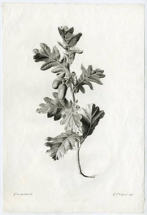 Oak Leaf Tattoos, Oak Tree Drawings, Blatt Tattoos, Tree Branch Tattoo, Branch Drawing, Oak Tree Tattoo, Scientific Drawing, Branch Tattoo, Tree Artwork