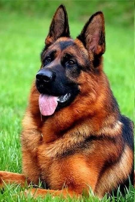 Red German Shepherd, German Shepherd Photography, Sheperd Dogs, Wallpaper Dog Aesthetic, Animals And Pet Supplies, Pitbull Dog Puppy, German Shepherd Husky Mix, German Shepherd Breeders, Dog Tattoo Ideas