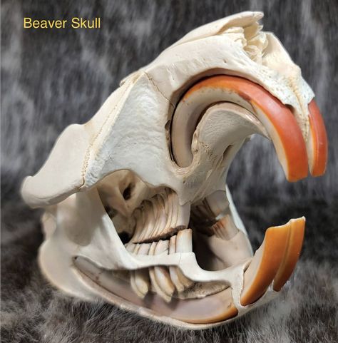 Taxidermy Art Weird, Beaver Skull, Weird Looking Animals, North American Beaver, Skull Reference, Animal Skeletons, Taxidermy Art, Wild Animals Pictures, Vulture Culture