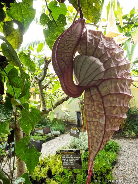 ˚An Aristolochia, also known as Dutch pipe. It doesn’t actually eat insects but attracts them, rolls them in pollen and releases them to insure fertilization. - Guatemala Alien Plants, Strange Flowers, Weird Plants, Plant Fungus, Hairstyles Natural, Unusual Plants, Unusual Flowers, Carnivorous Plants, Rare Flowers