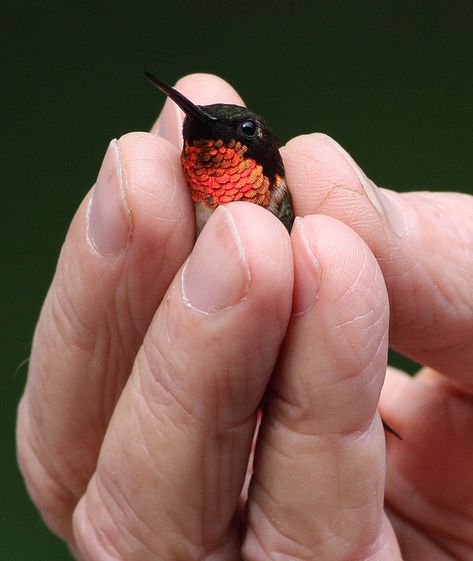 Ruby-Throated Hummingbird think there a realy kool bird lovem we have a lot around here ♥ Ruby Throated Hummingbird, Exotic Birds, Pretty Birds, Colorful Birds, Little Birds, Small Birds, The Palm, Bird Watching, 귀여운 동물