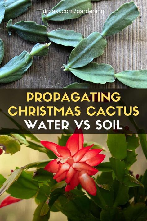 How To Propagate Christmas Cactus In Water, How To Transplant Christmas Cactus, Rooting Christmas Cactus, How To Root A Christmas Cactus, Propagating Christmas Cactus, Propagate Christmas Cactus, Multiplier Des Plantes Grasses, Xmas Cactus, Cactus Propagation