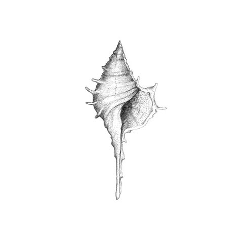 Shell Illustration Seashells, Sea Inspired Tattoo, Sea Shell Tattoo Design, Sea Shell Tattoos, Sea Shells Tattoo, Sea Shell Sketch, Sea Related Tattoos, Shell Tattoo Design, Sea Tattoo Design