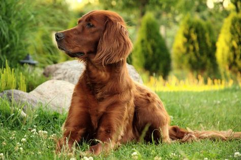 Top 10 Most Affectionate Dog Breeds: Cuddly Puppies for Companionship Golden Irish Dog, Golden Irish, Irish Dog Breeds, Irish Setter Puppy, Irish Setters, Most Popular Dog Breeds, Dog Facts, American Staffordshire Terrier, Lap Dogs